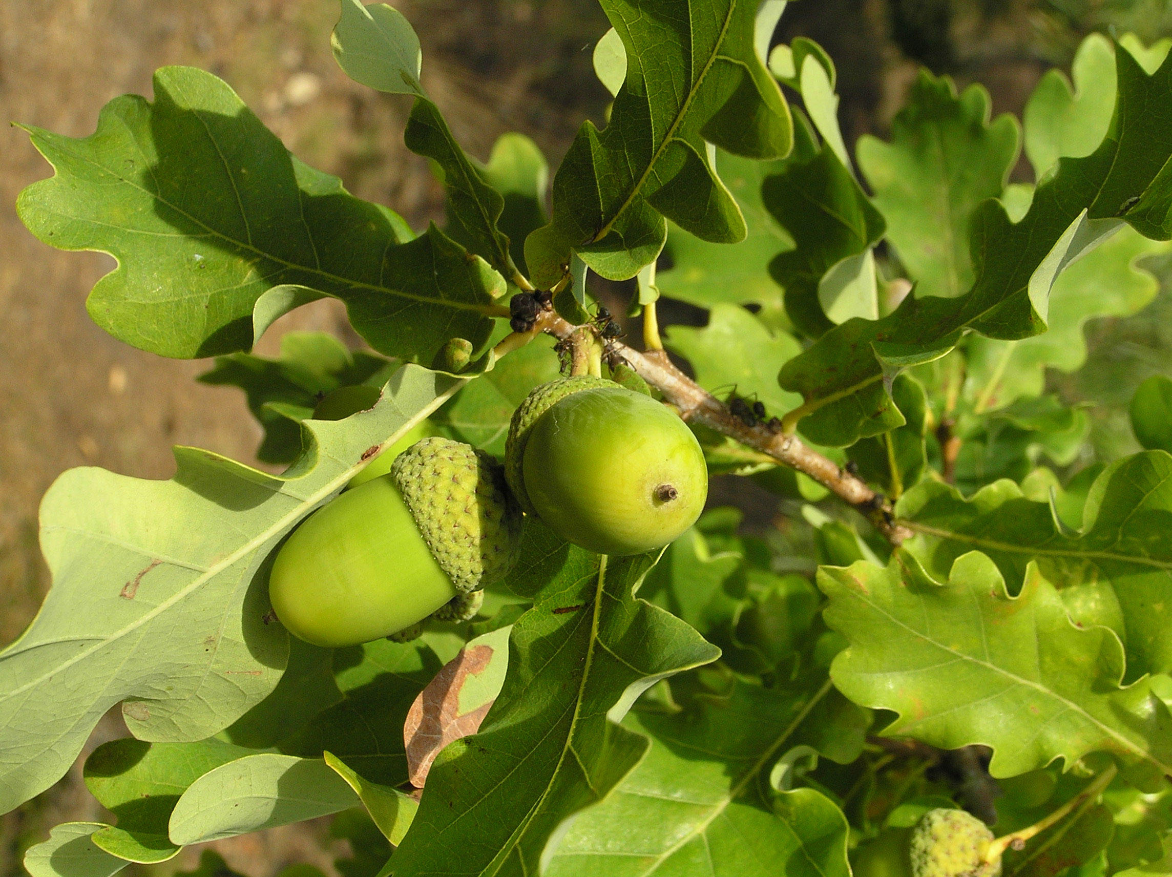 Leaves Oak